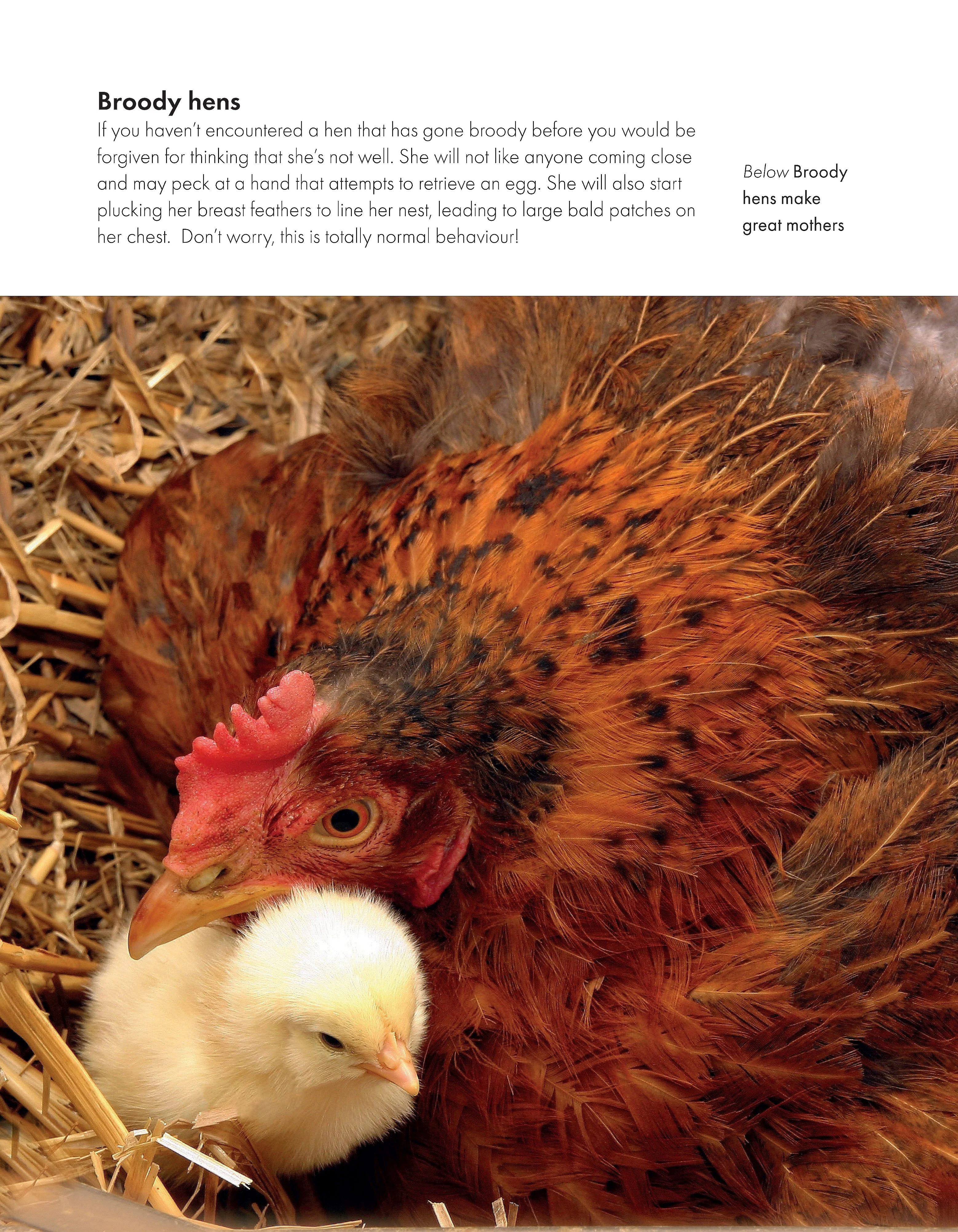 What the Cluck? - Image 2