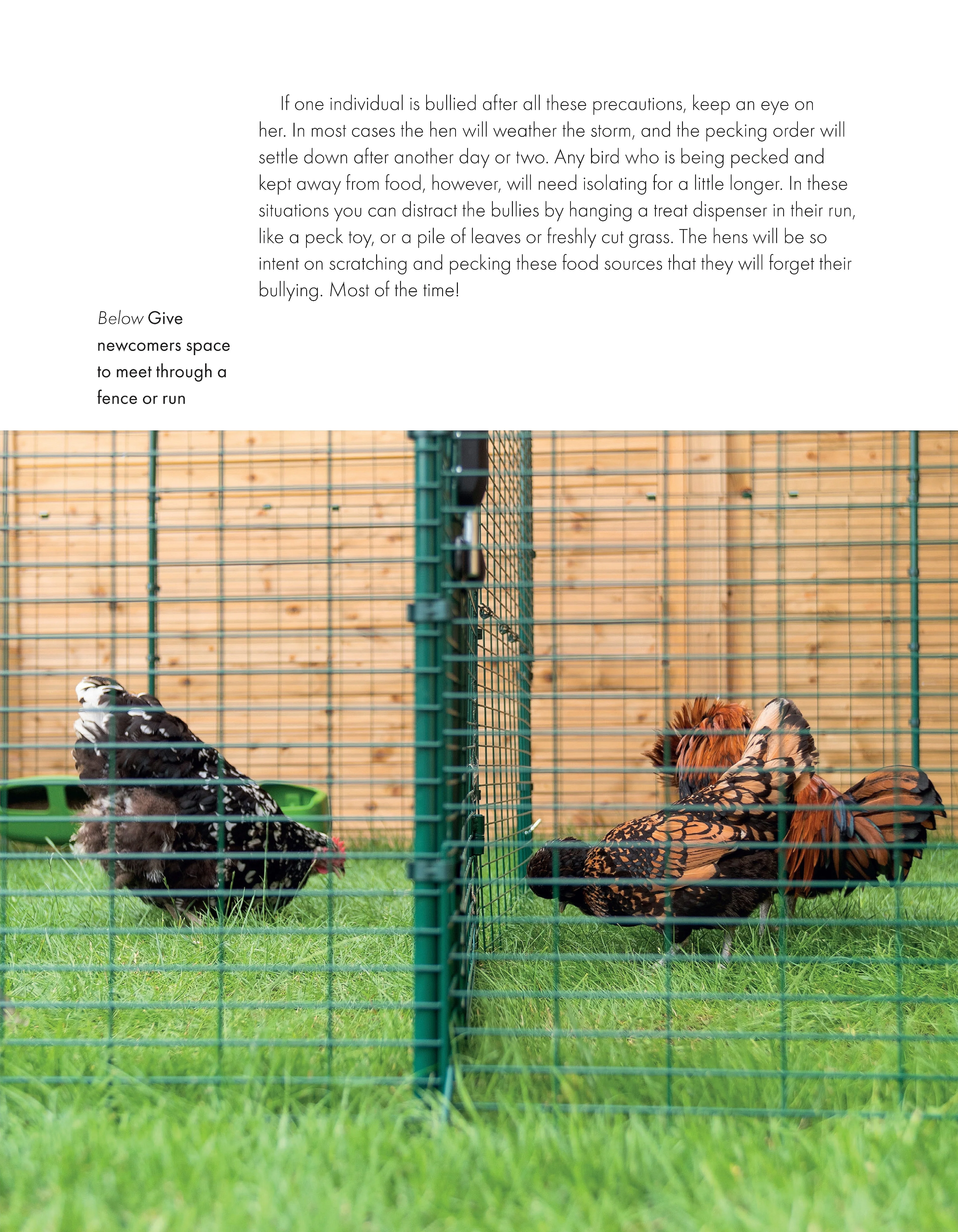 What the Cluck? - Image 3