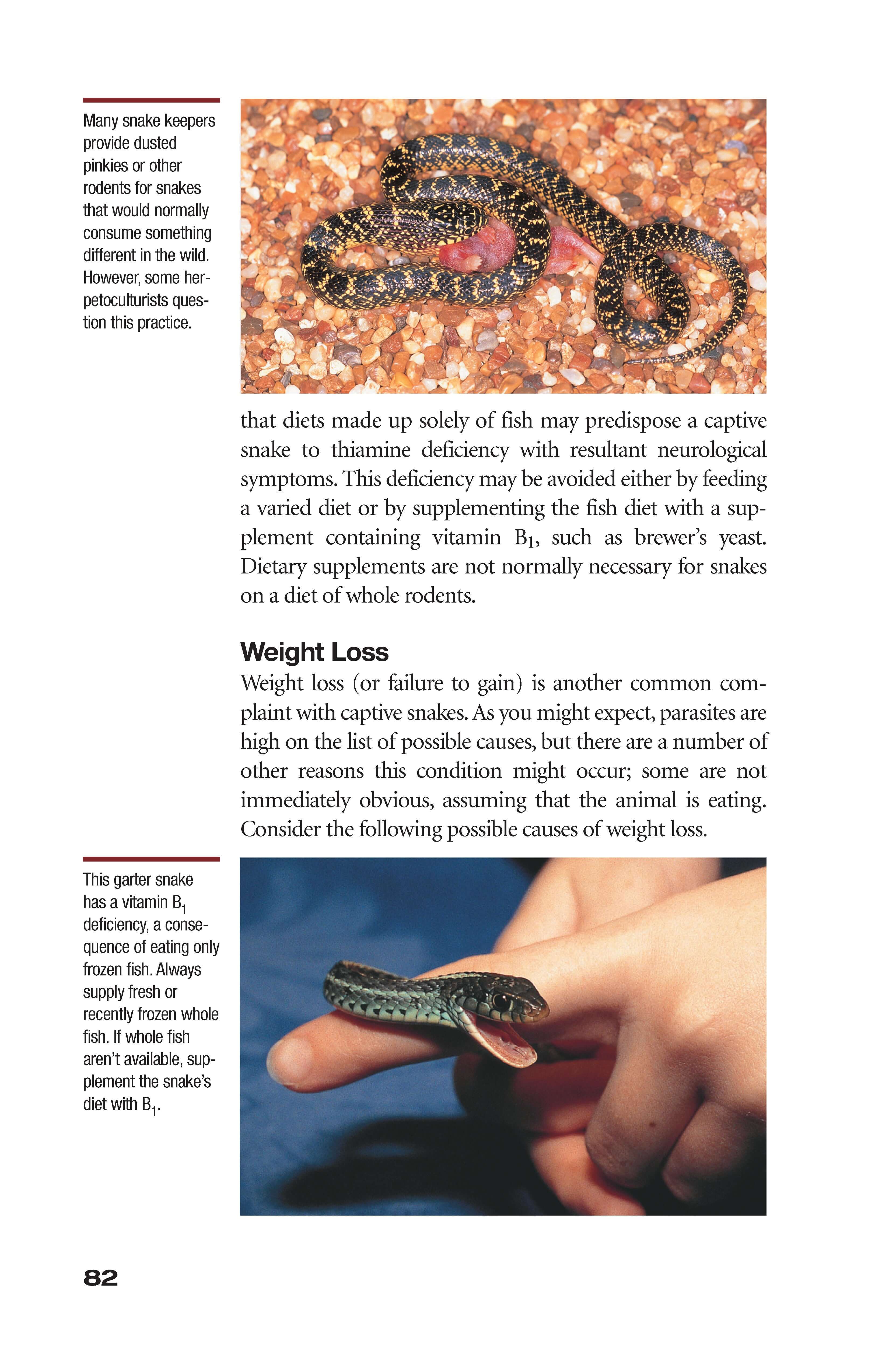 What's Wrong With My Snake? (advanced Vivarium Systems) - Image 4