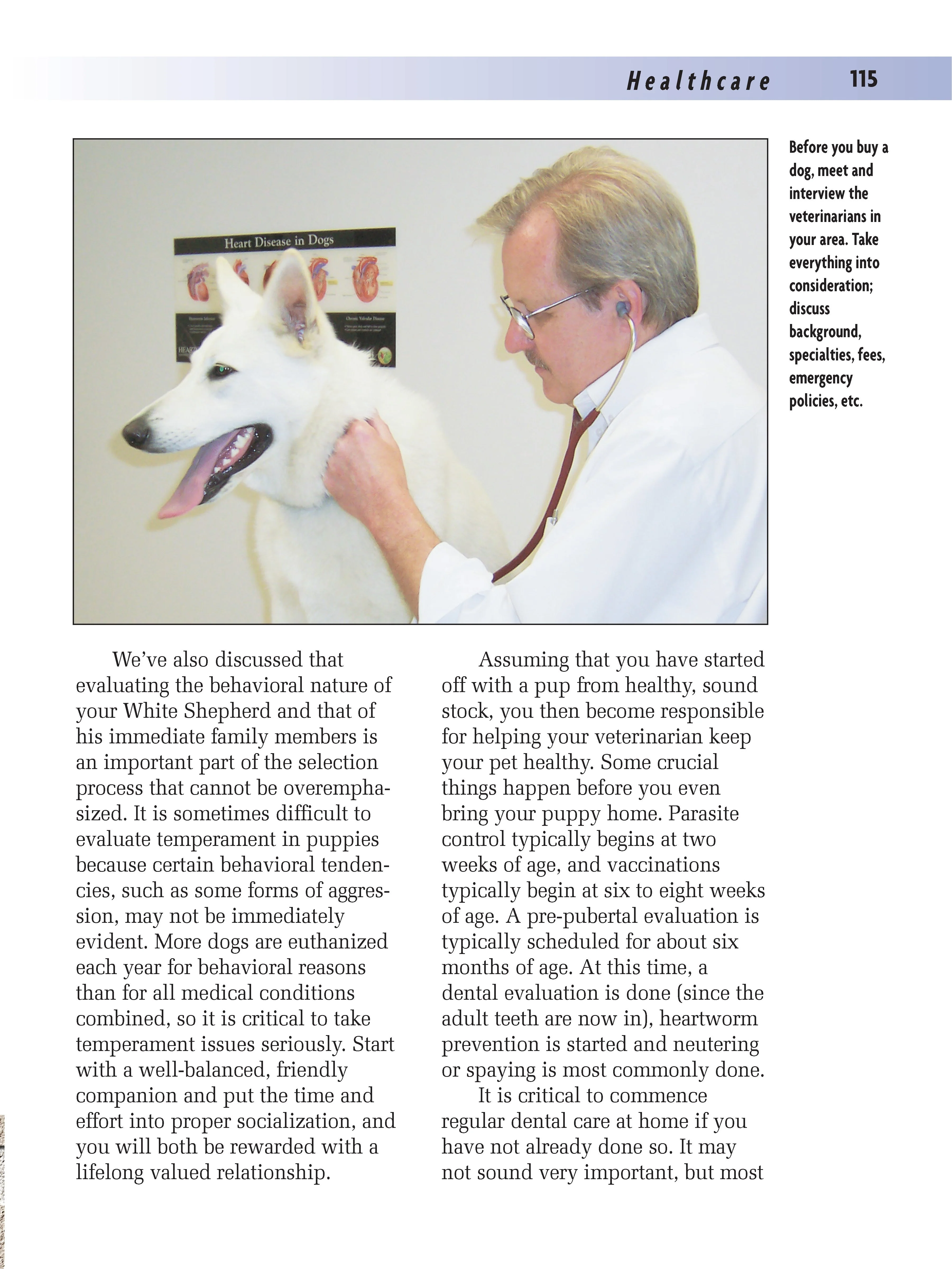 White Shepherd - Image 5