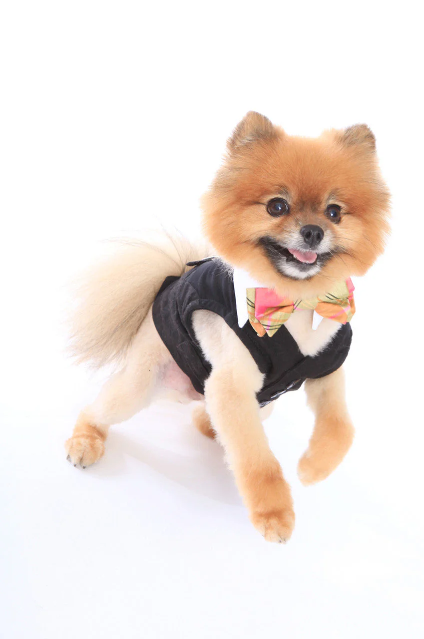 White Shirt Dog Collar with Coral & Lime Silk Plaid Bow Tie - Image 4