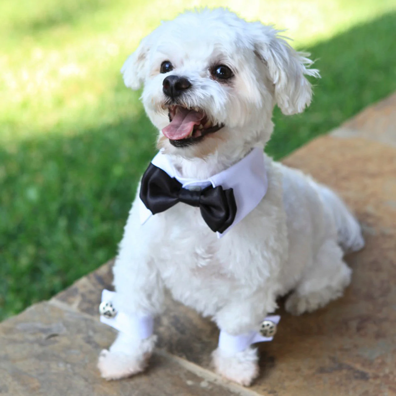 White Shirt Dog Collar with Leopard Bow Tie - Image 3