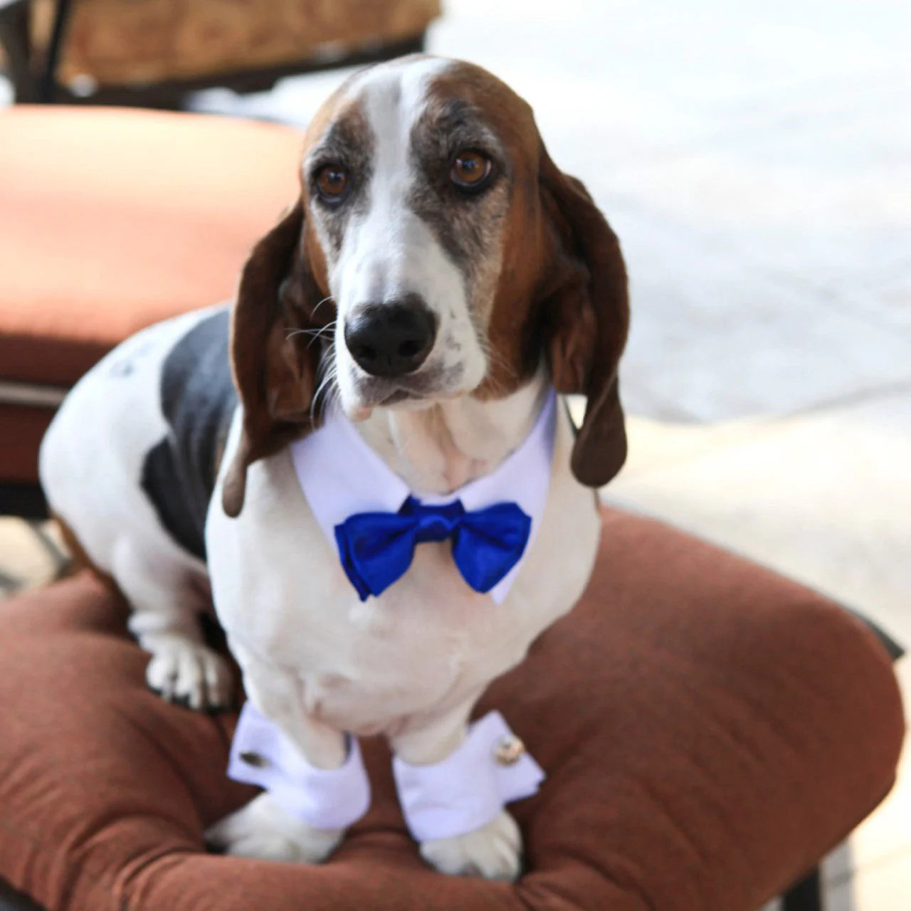 White Shirt Dog Collar with Red Bow Tie - Image 3