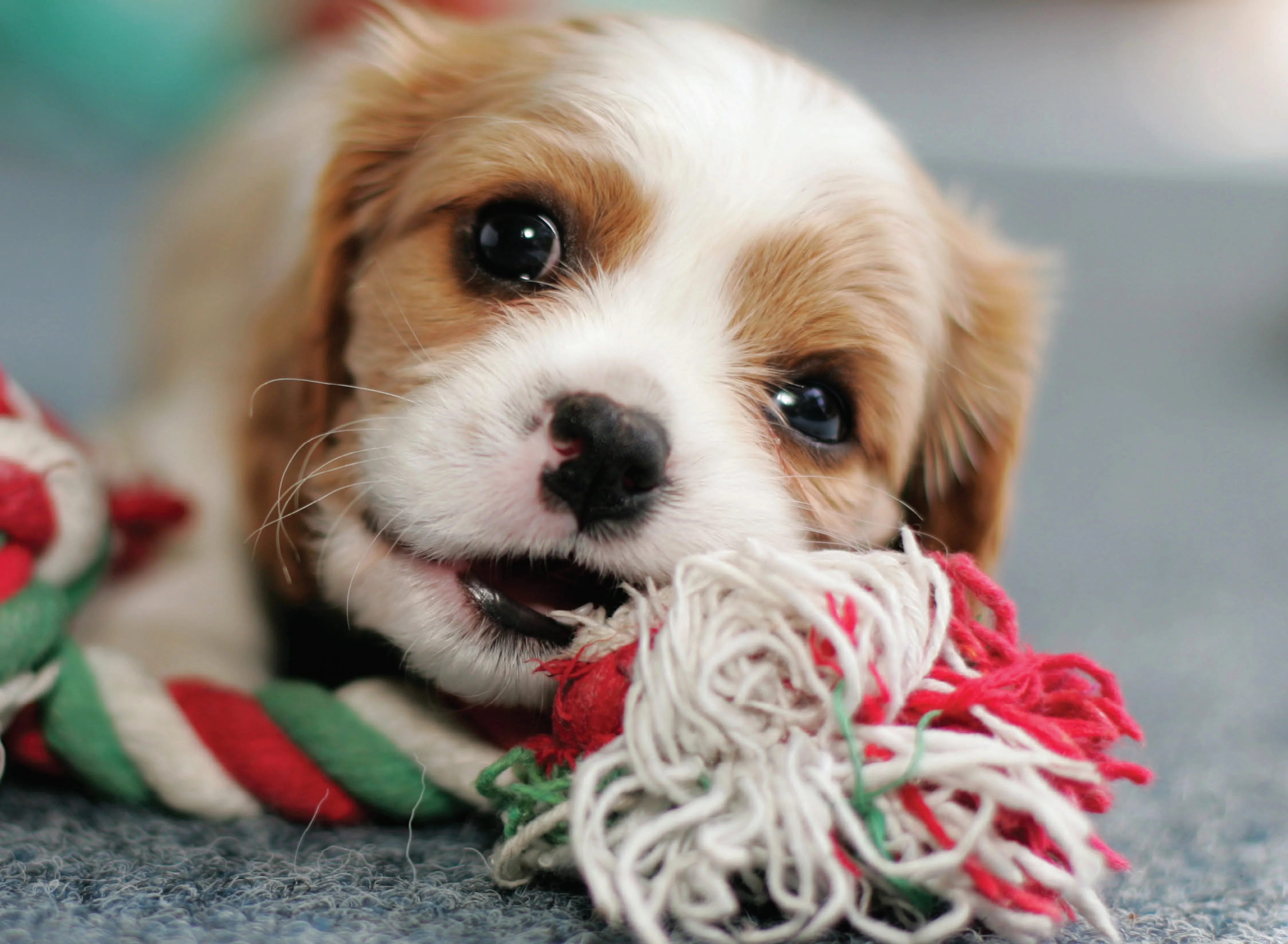 Why Do Dogs Do That? - Image 2