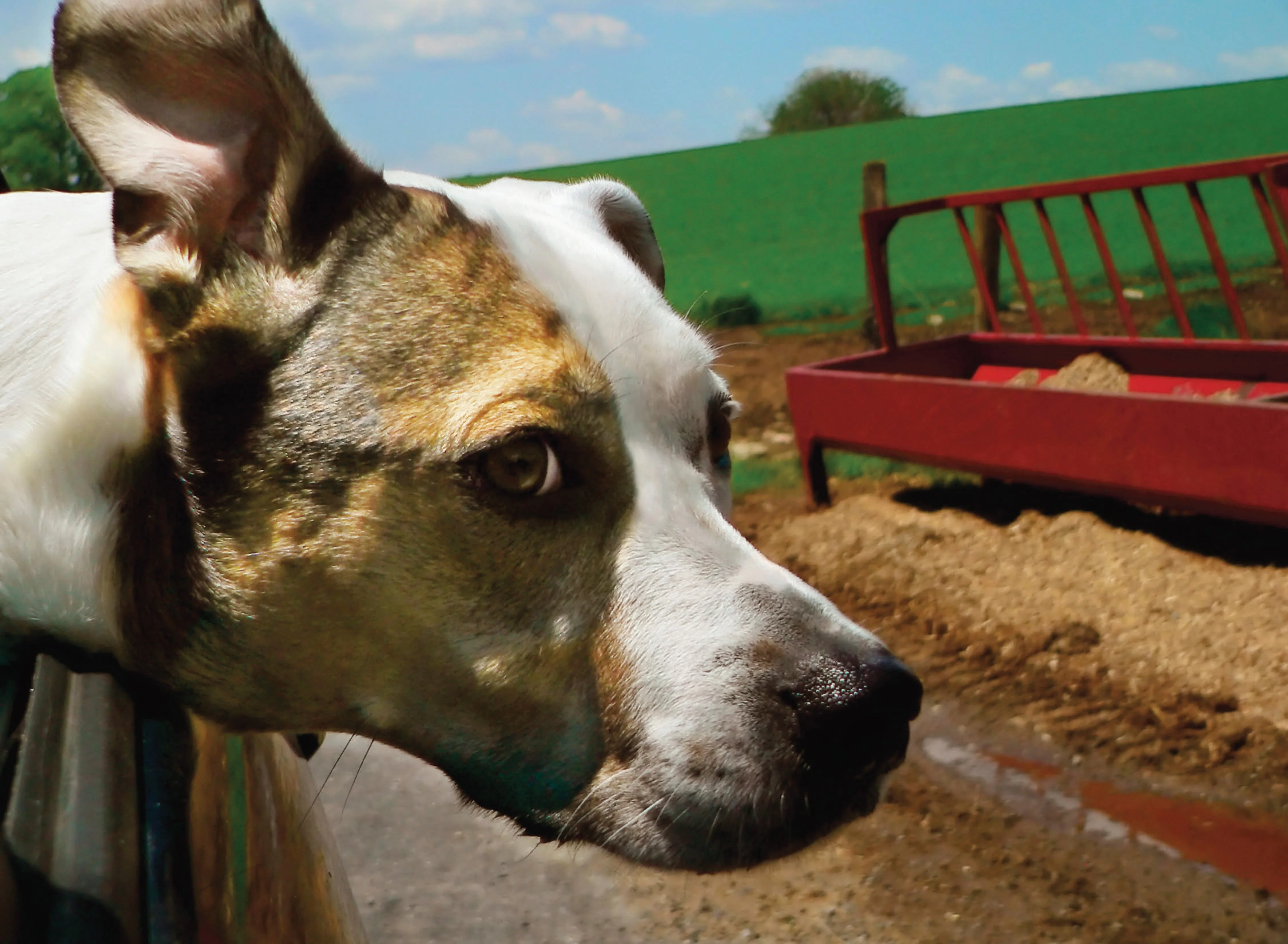 Why Do Dogs Do That? - Image 6