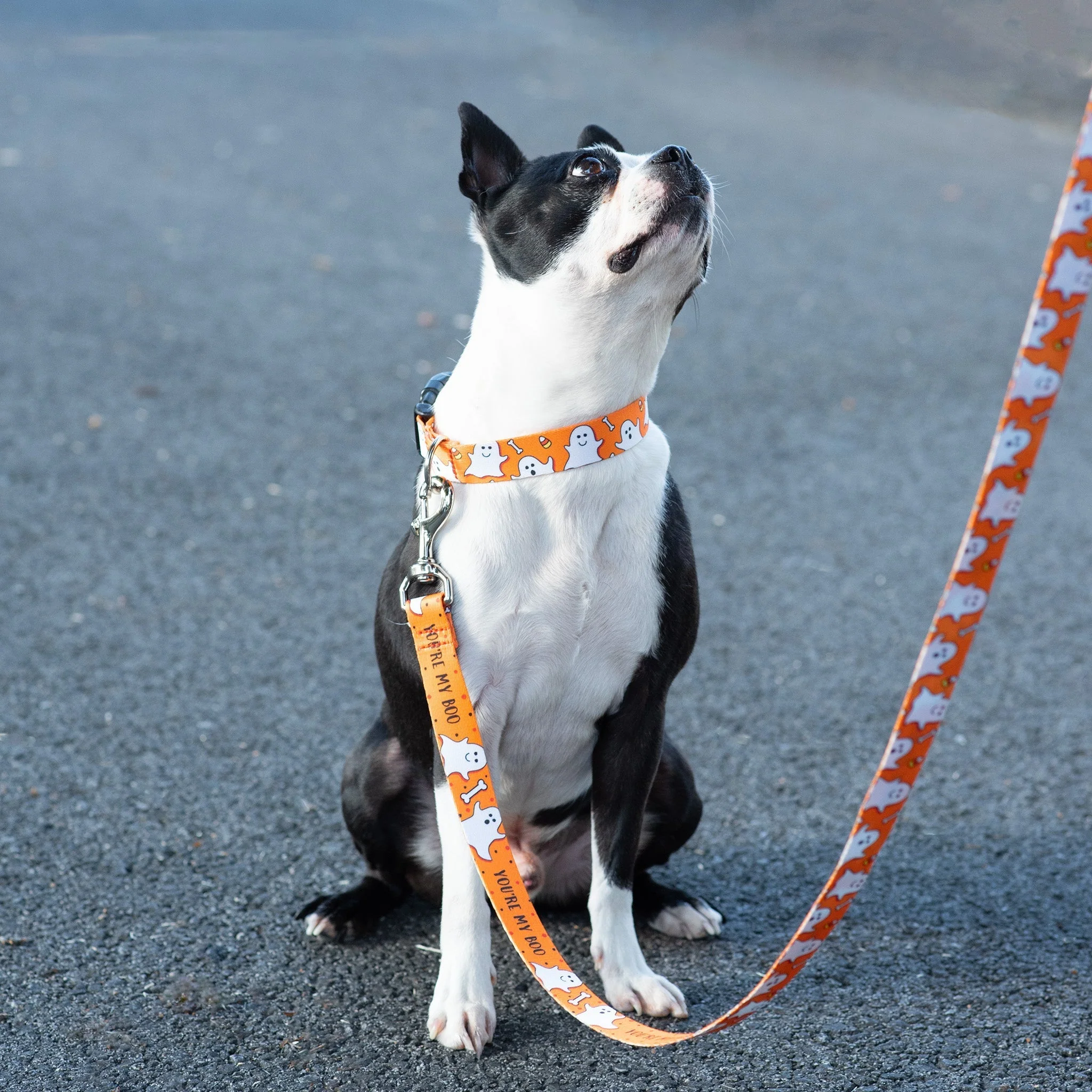 Up Country Youre My Boo Printed - Option B | Ghosts Dog Collar - Image 2
