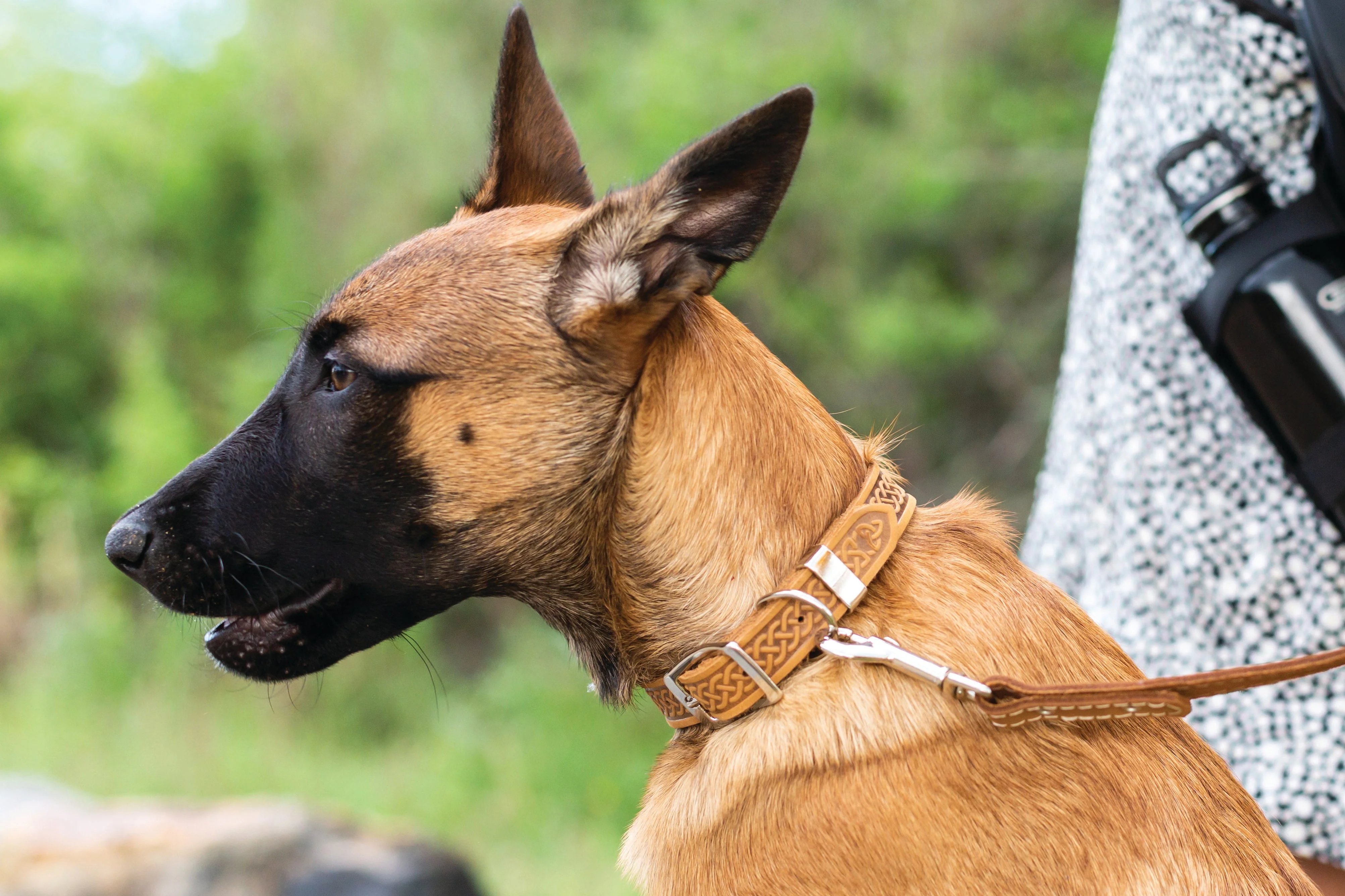 Z Celtic Style Leather Dog Collar - Image 10