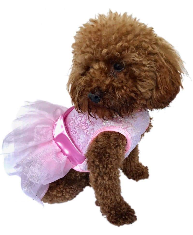 Zsa Zsa Dog Tutu Dress, Pink Sequins - Image 2